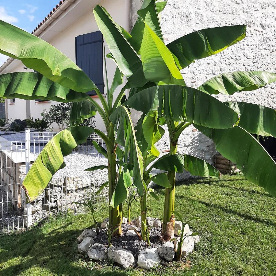 Vila Le Domaine Vesque Saint-Pierre-de-Clairac Exteriér fotografie